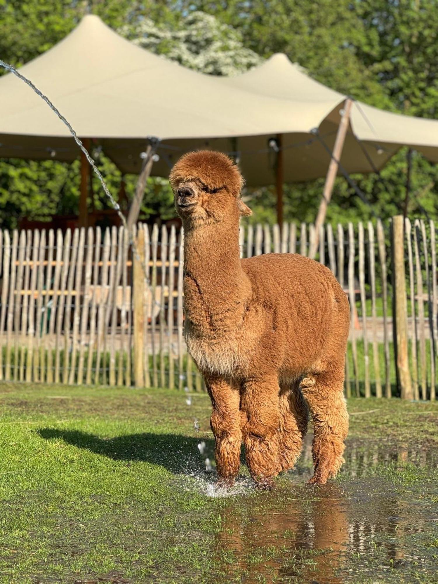 Wereldse Bell Tenten Met Alpaca's